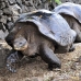 tortoise_galapagos_pa_h_0076_ecu2106.jpg
